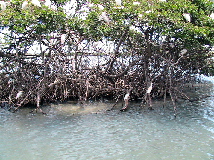 25 - Mangrove 056.jpg